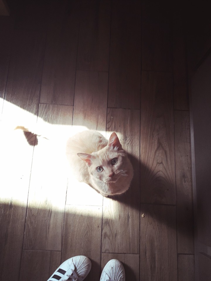 cat