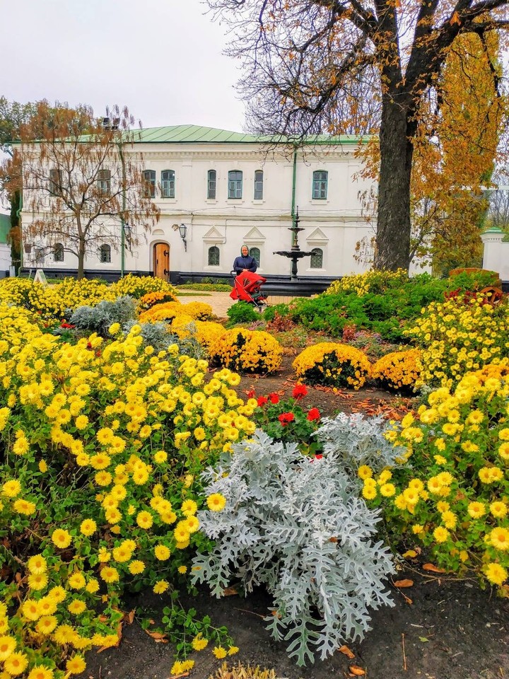 autumn flowers