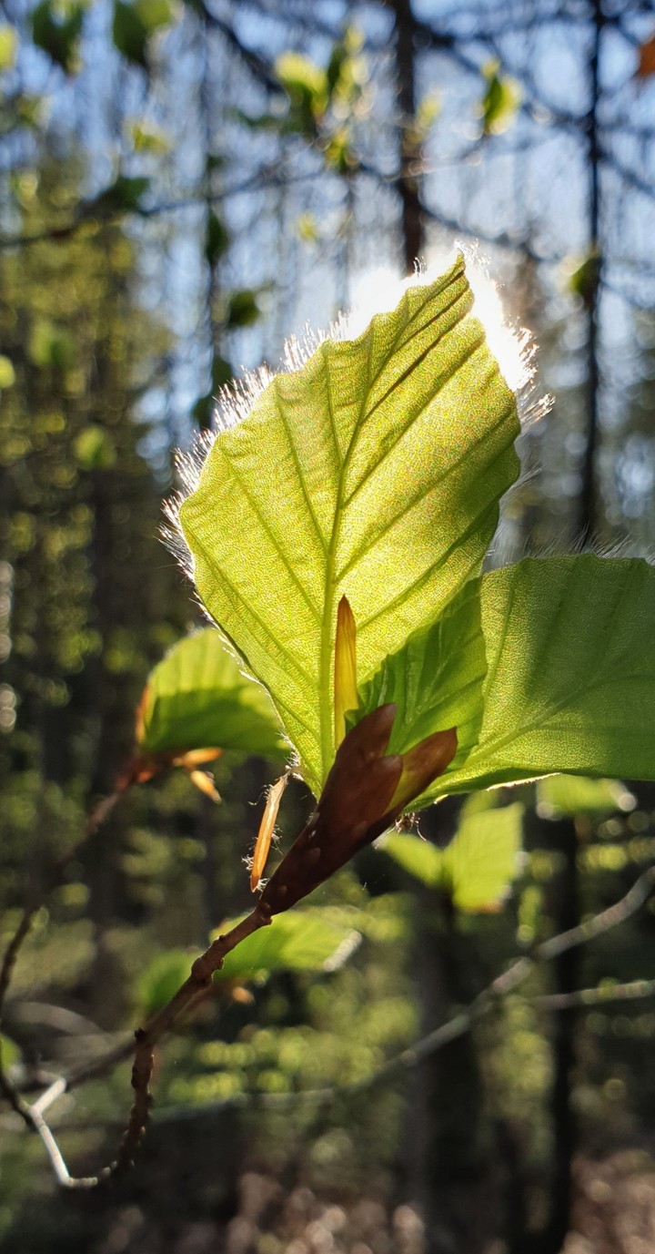 das Blatt