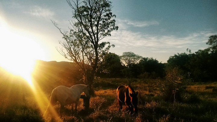 Horse
