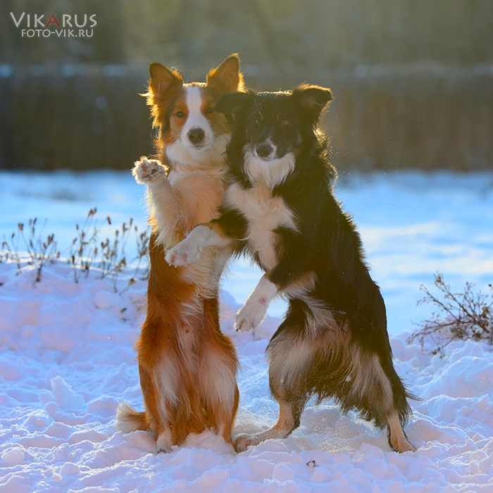 For The Love Of Border Collie