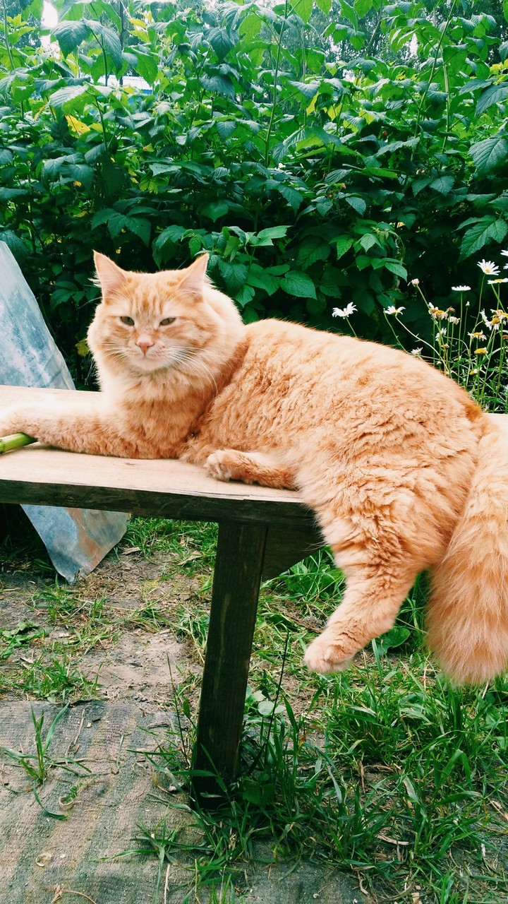 кот