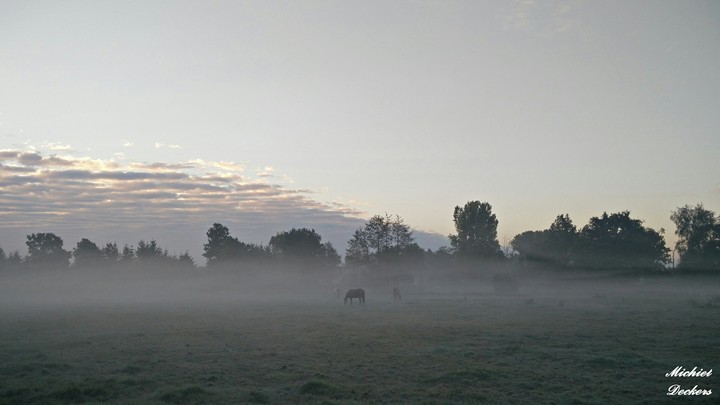 The fog hangs above the meadow