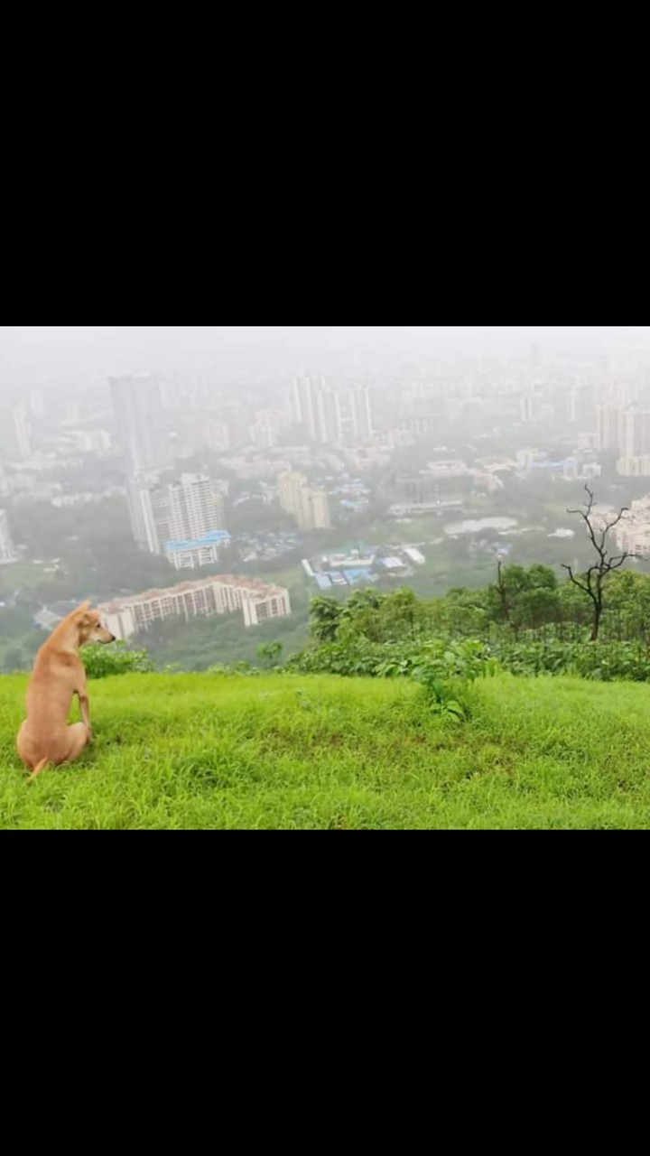 cute dog