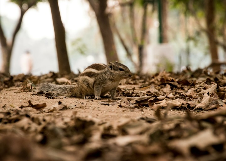squirrel!!