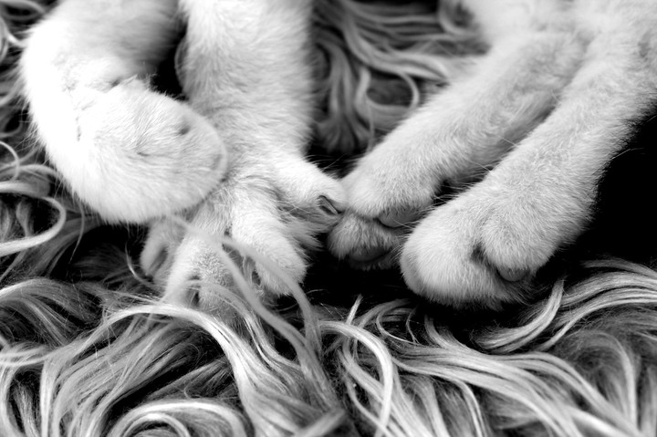 Just cat