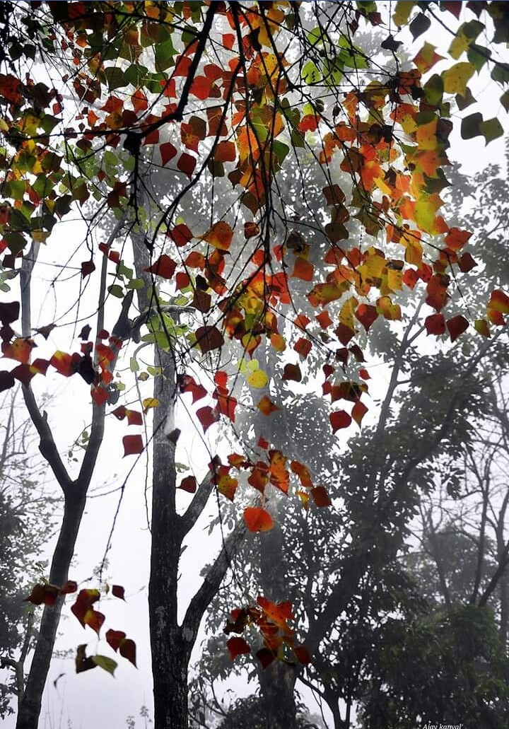 beauty of nature