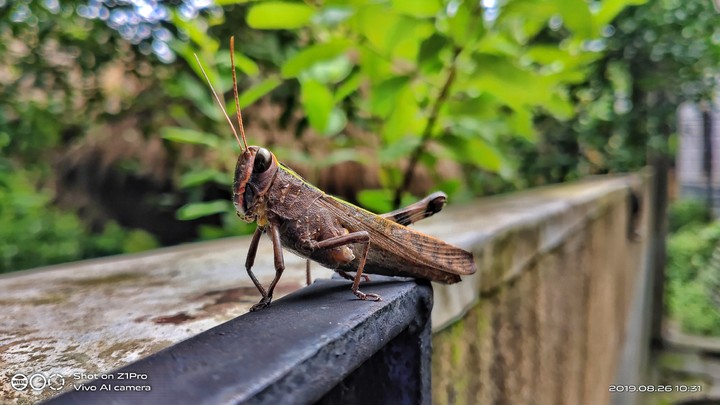 ari_clicked