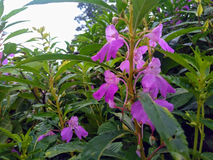 pink Bird flowers