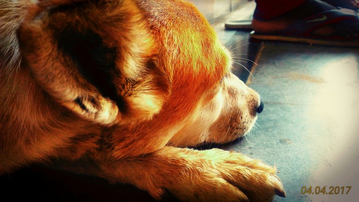 doggy alone