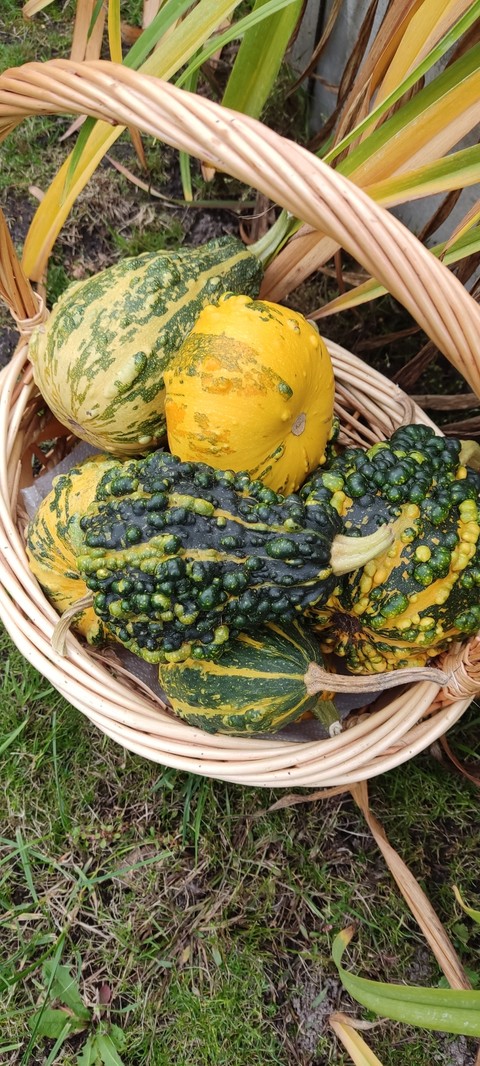 ταπετσαρίες plant, Squash