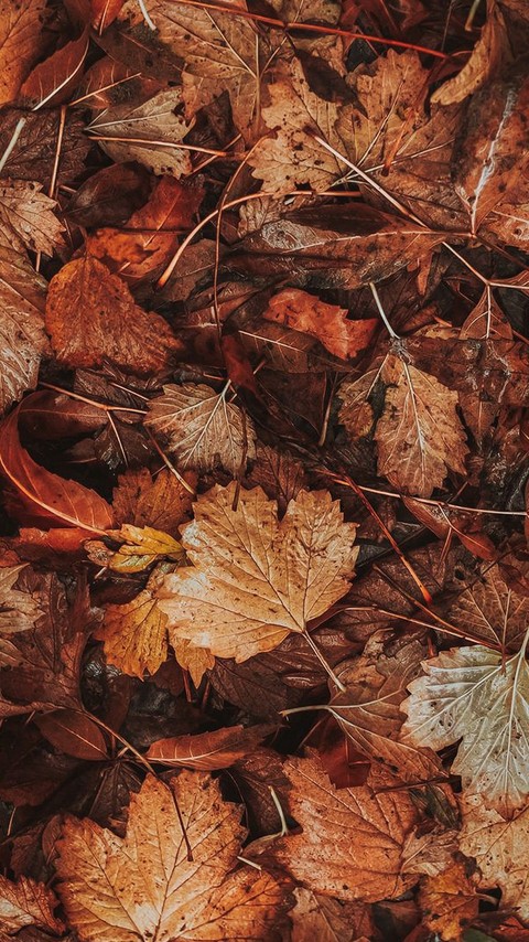 ~• AUTUMN LEAVES •~