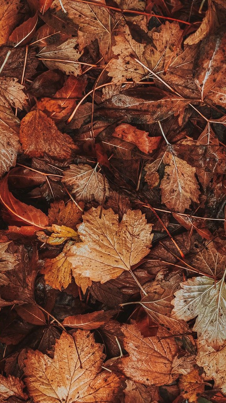 ~• AUTUMN LEAVES •~