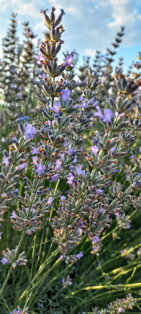 sfondi shrub, herb