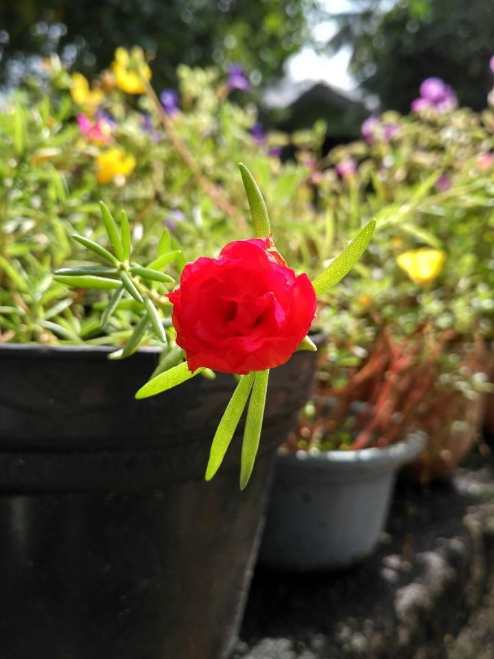 flower ♡