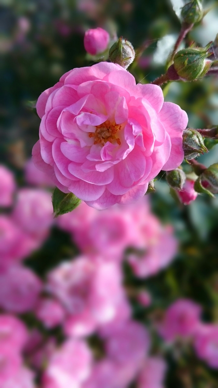 Mini Rose