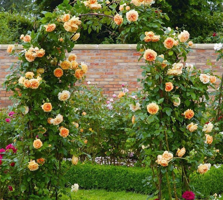 like oreng rose