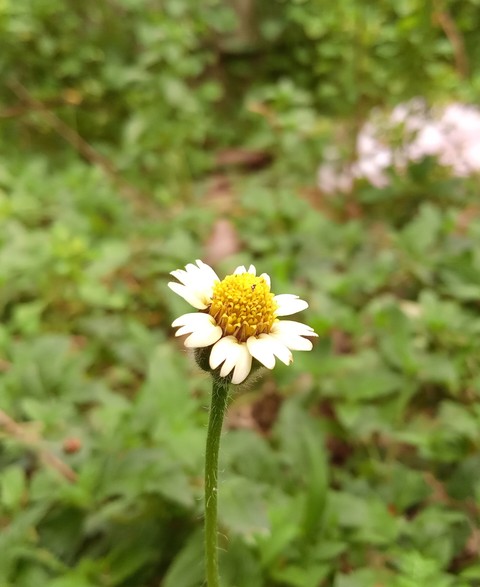 Single flower with blurry background