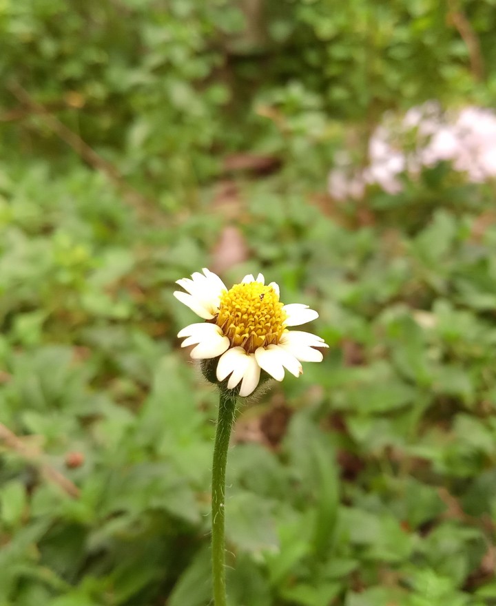Single flower with blurry background