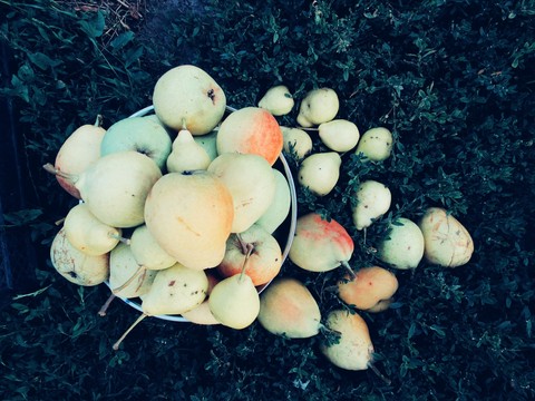 pears