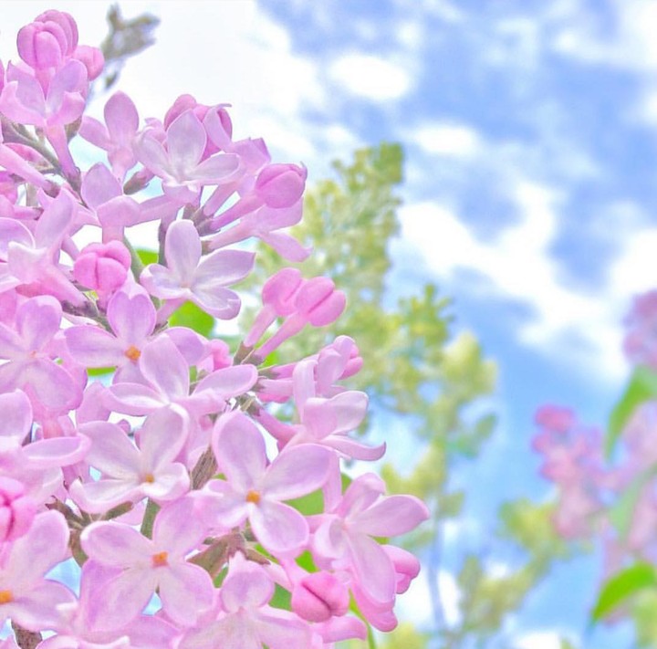 Pink lilac