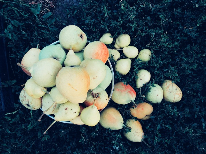 pears
