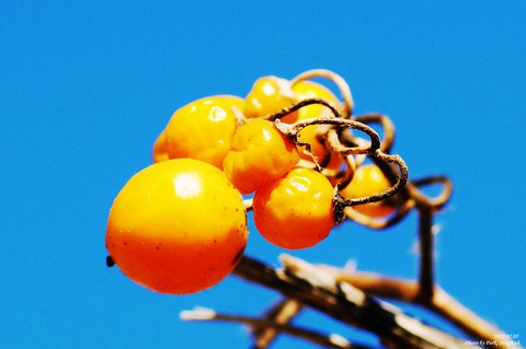 Persimmon, fruit wallpapers