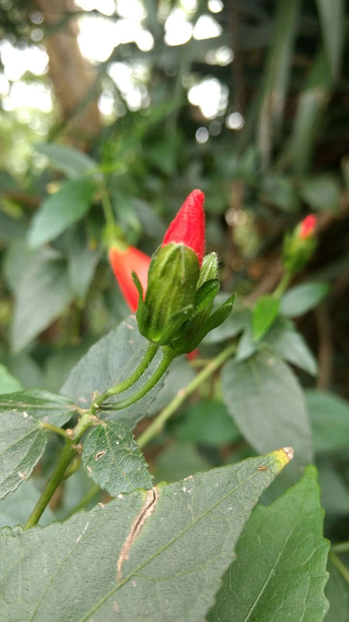 Nada mais exótico do qie a natureza
