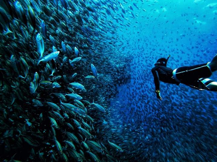 Sardines