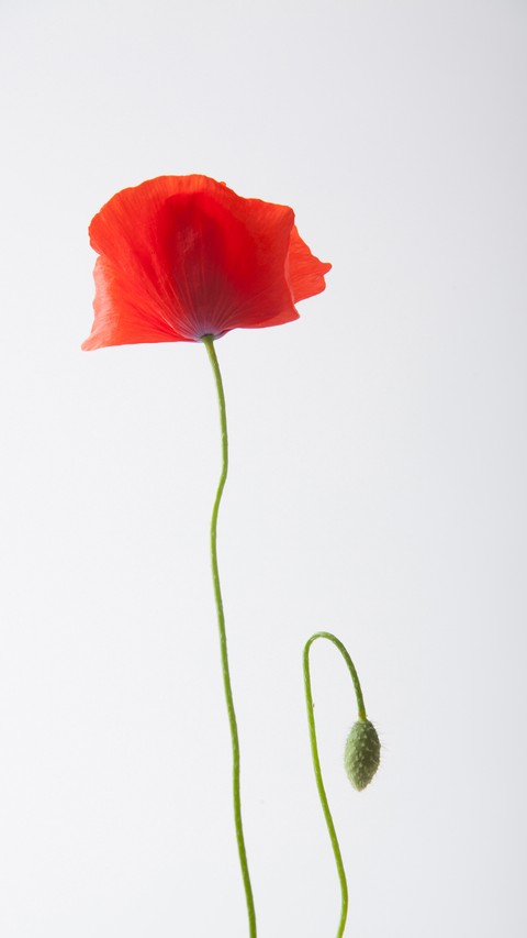 Red Flower