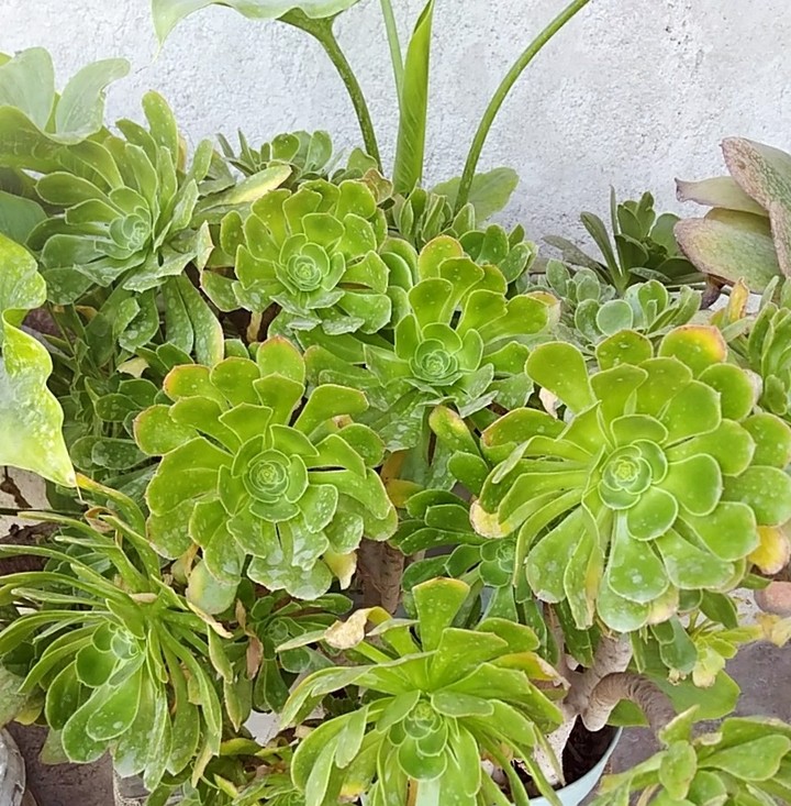 #planta #naturaleza #méxico