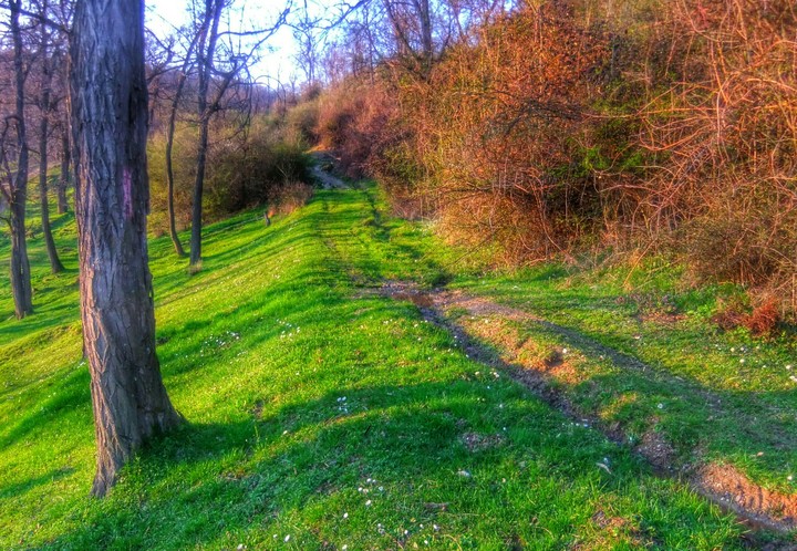 Little river by the forest