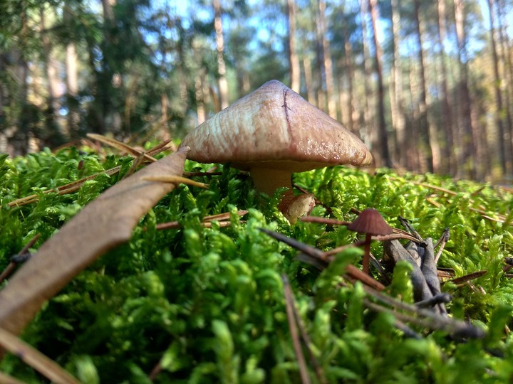 mushrooms