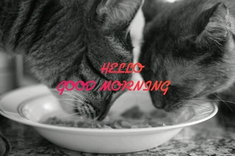 обои cat, whiskers