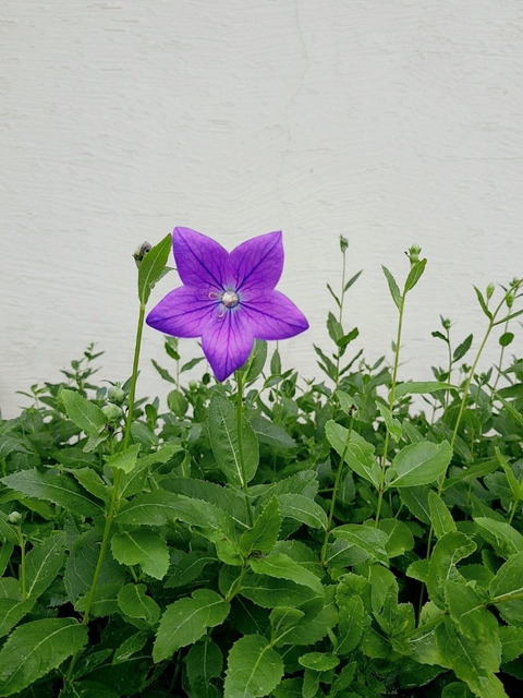 도라지꽃