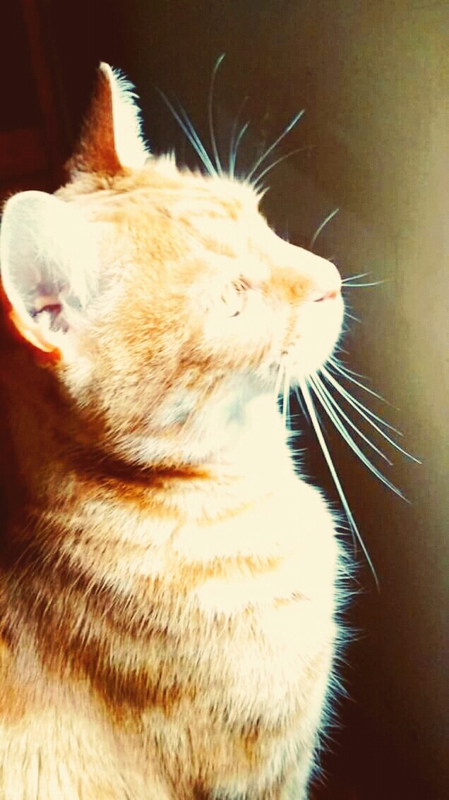 my Kitty