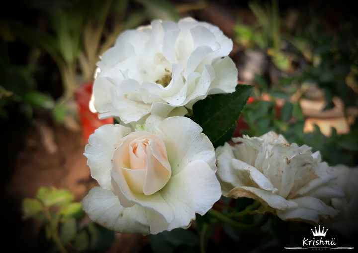White Rose