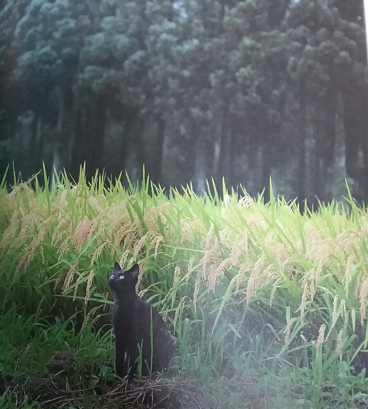 cat