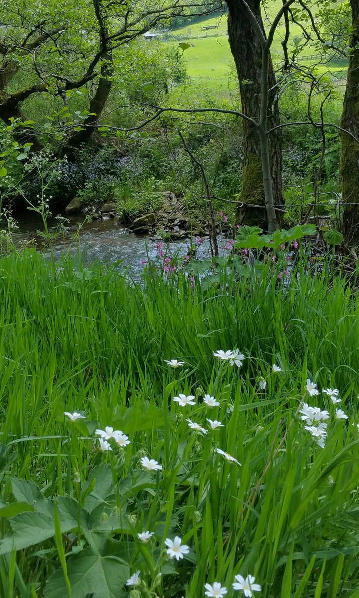 Flowers by the water
