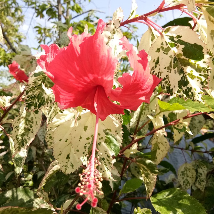 flower