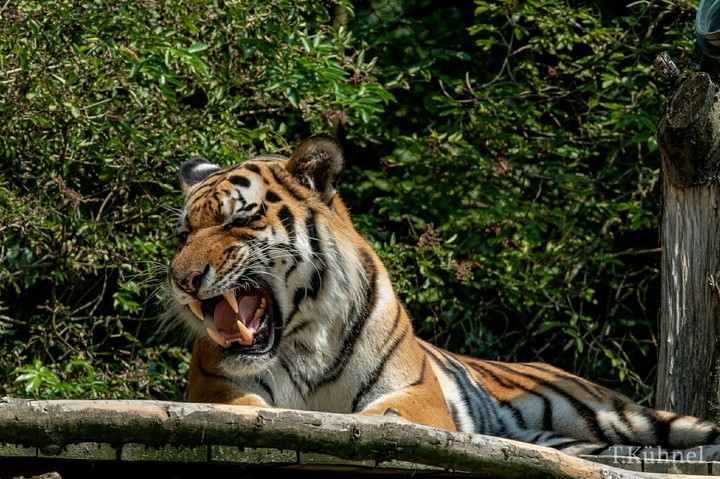 der Tiger