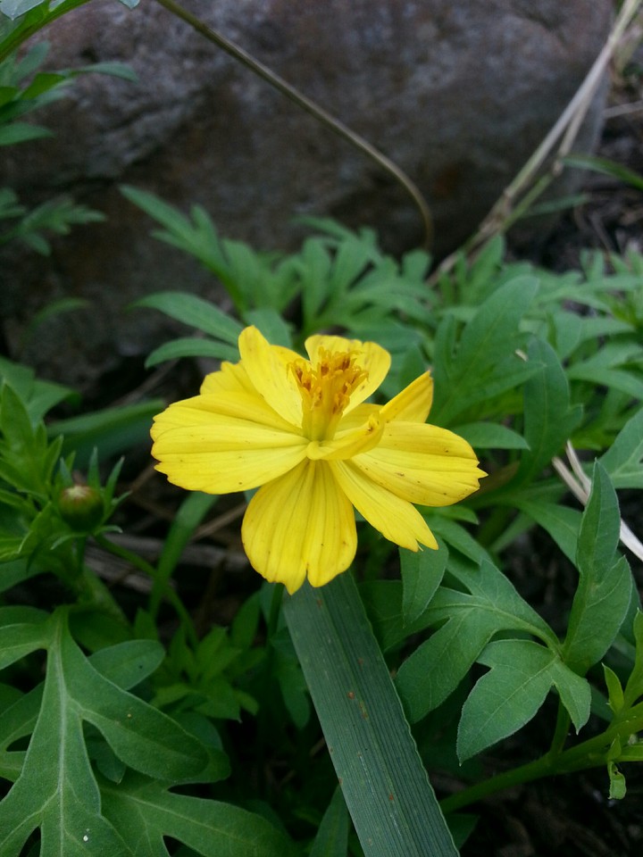 buttercup