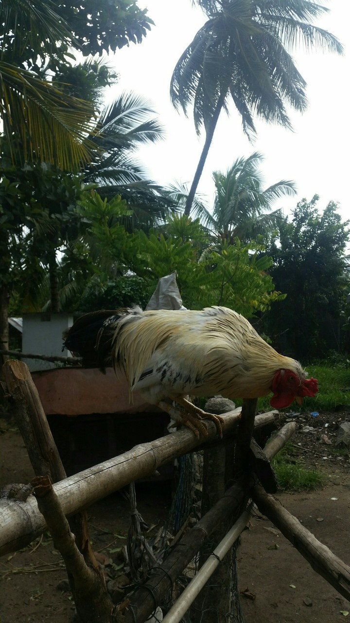 pohoto
