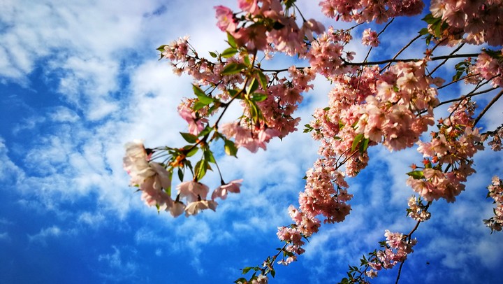 spring
