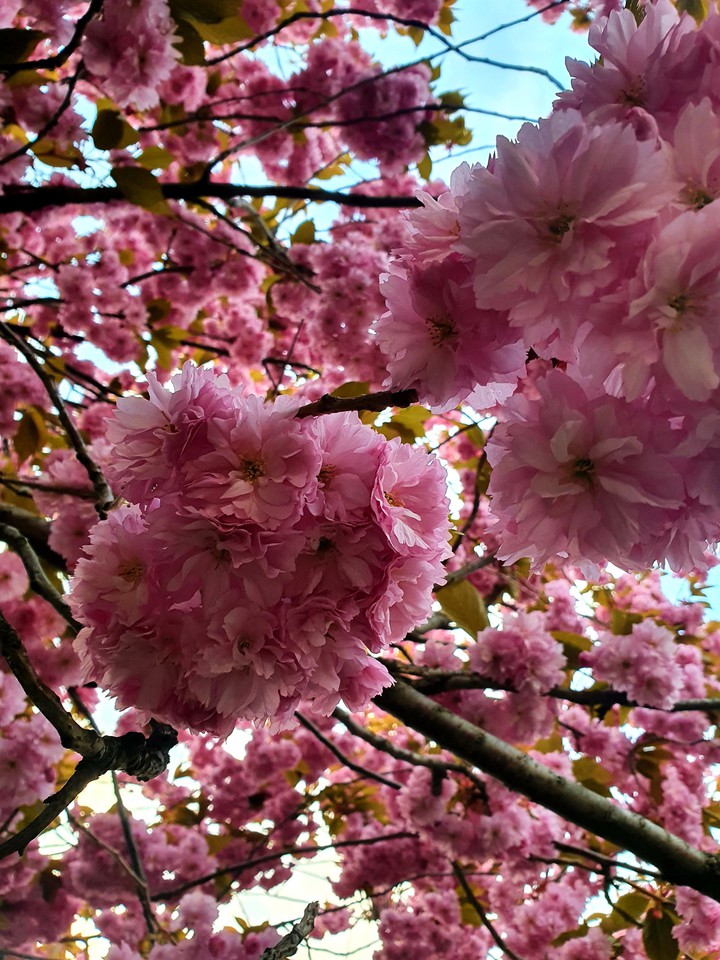 Sakura