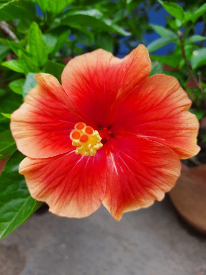 hibiscus