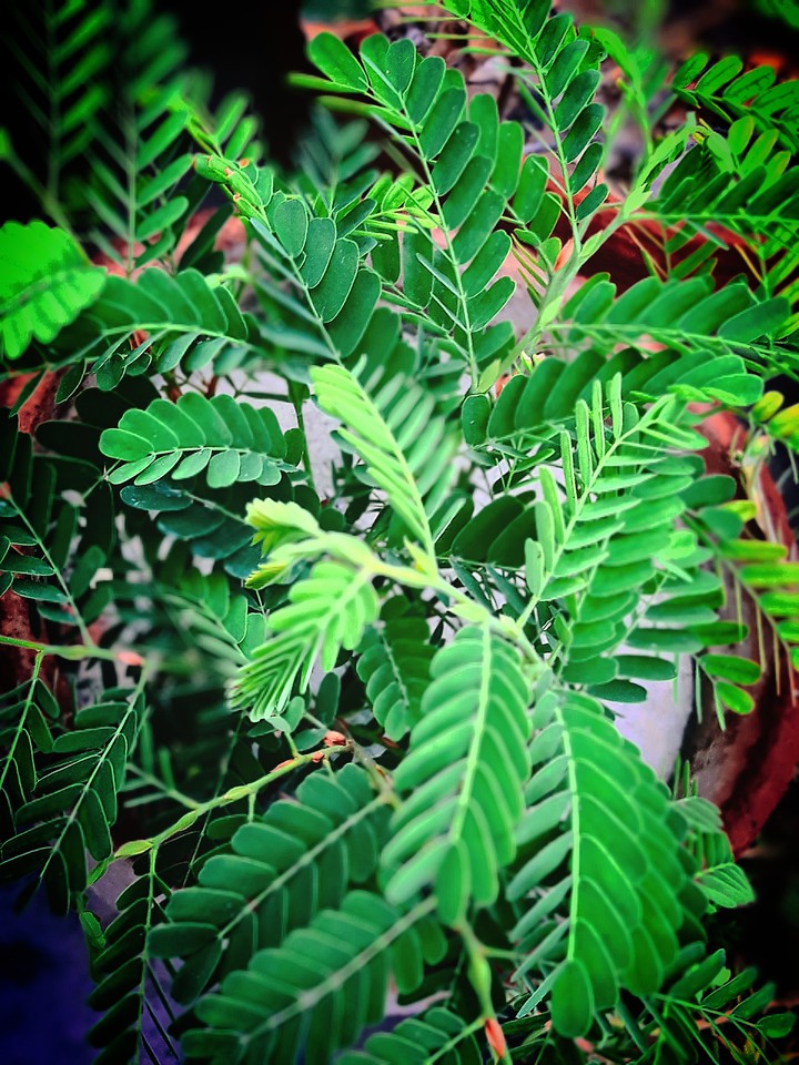 Nature