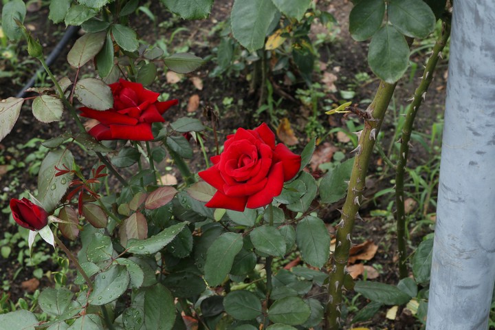 Rose