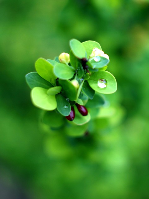 Barberry. Flowers and fruits