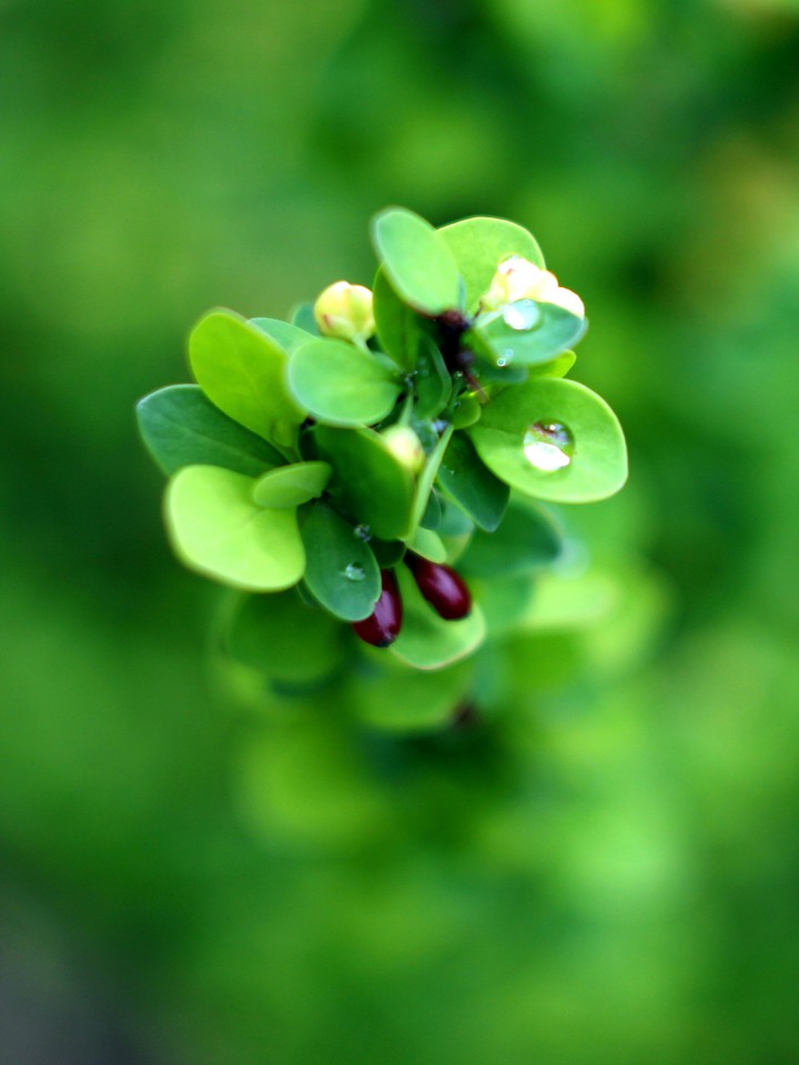 Barberry. Flowers and fruits